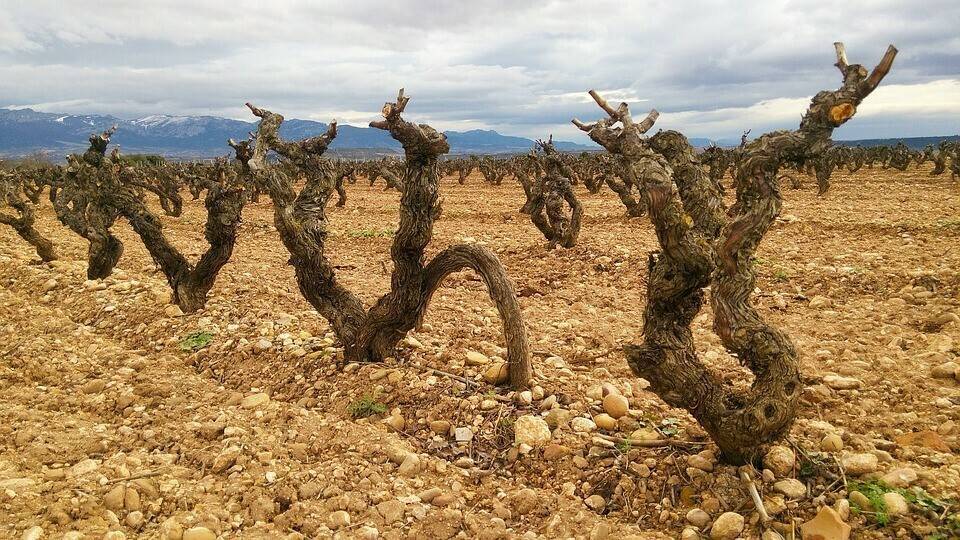 fuenmayor-1150376_960_720|almond-1287798_960_720|olive-2251601_960_720|Phytoma 30 A